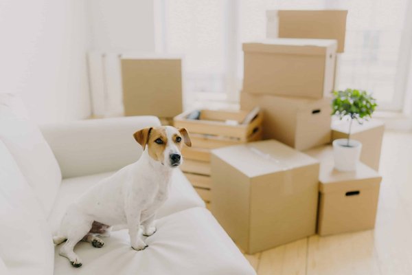 Comment créer une pièce à vivre chaleureuse avec un chauffage par géothermie?