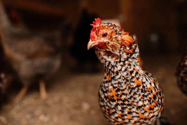 Quelles fleurs bisannuelles sont les meilleures pour un jardin urbain en couleurs constantes ?
