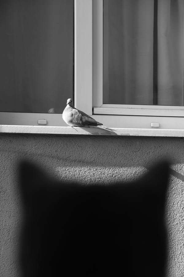 Découvrez les atouts de la fenêtre pvc gris anthracite