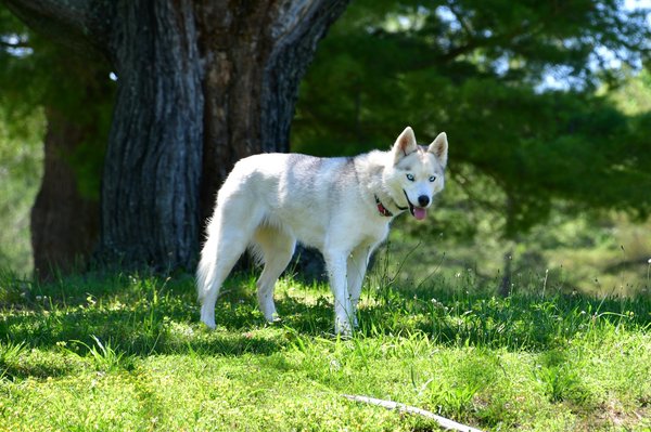 Pourquoi choisir la détection canine pour vos punaises de lit ?